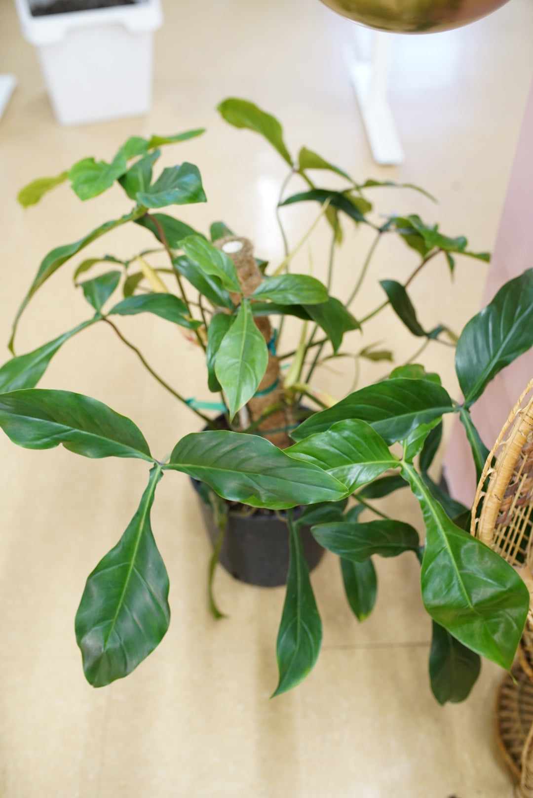Philodendron 69686