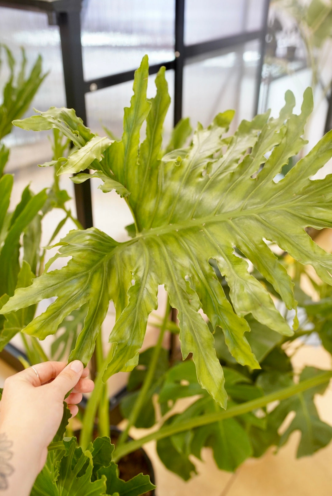 Philodendron Selloum Hope