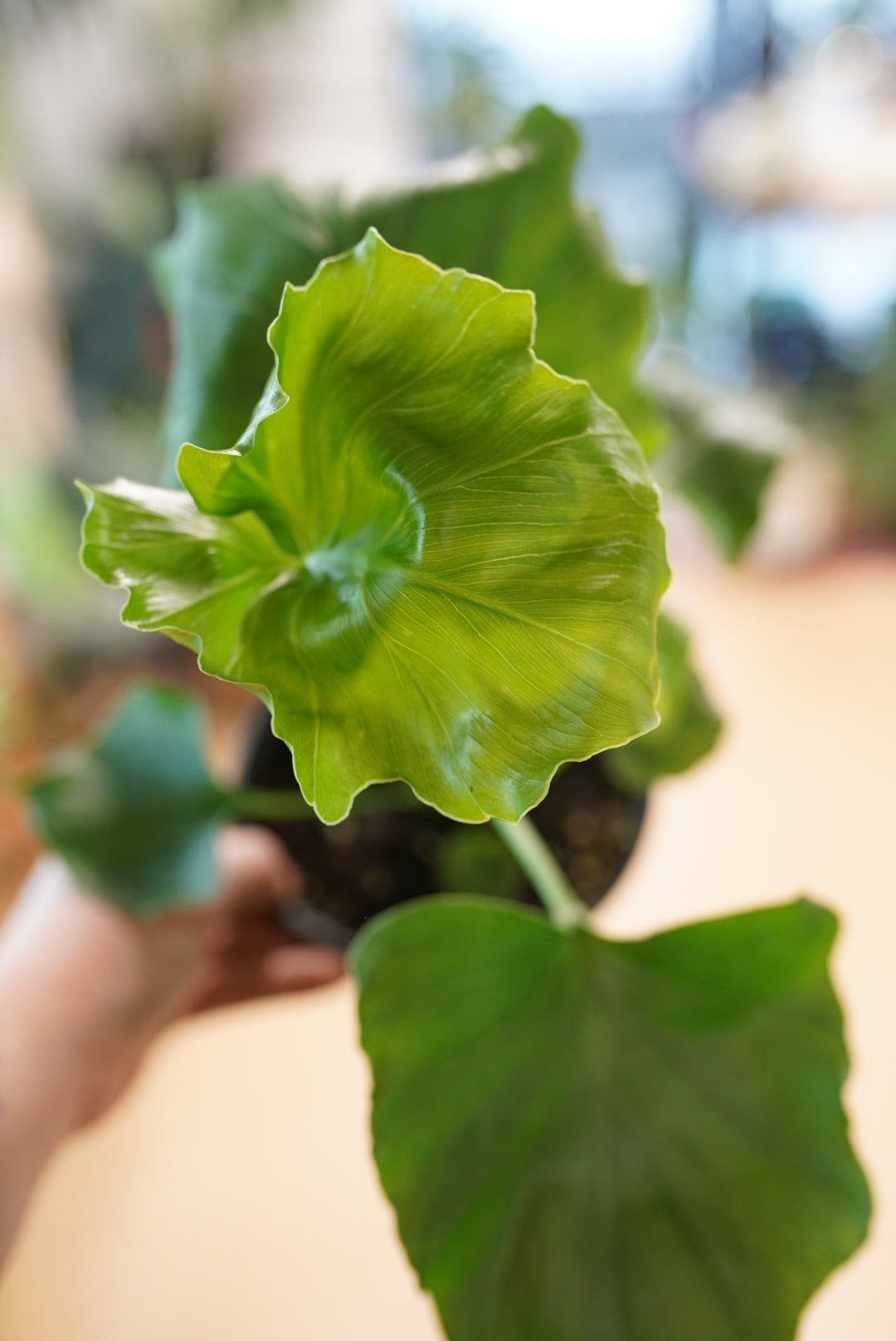 Philodendron Selloum Hope