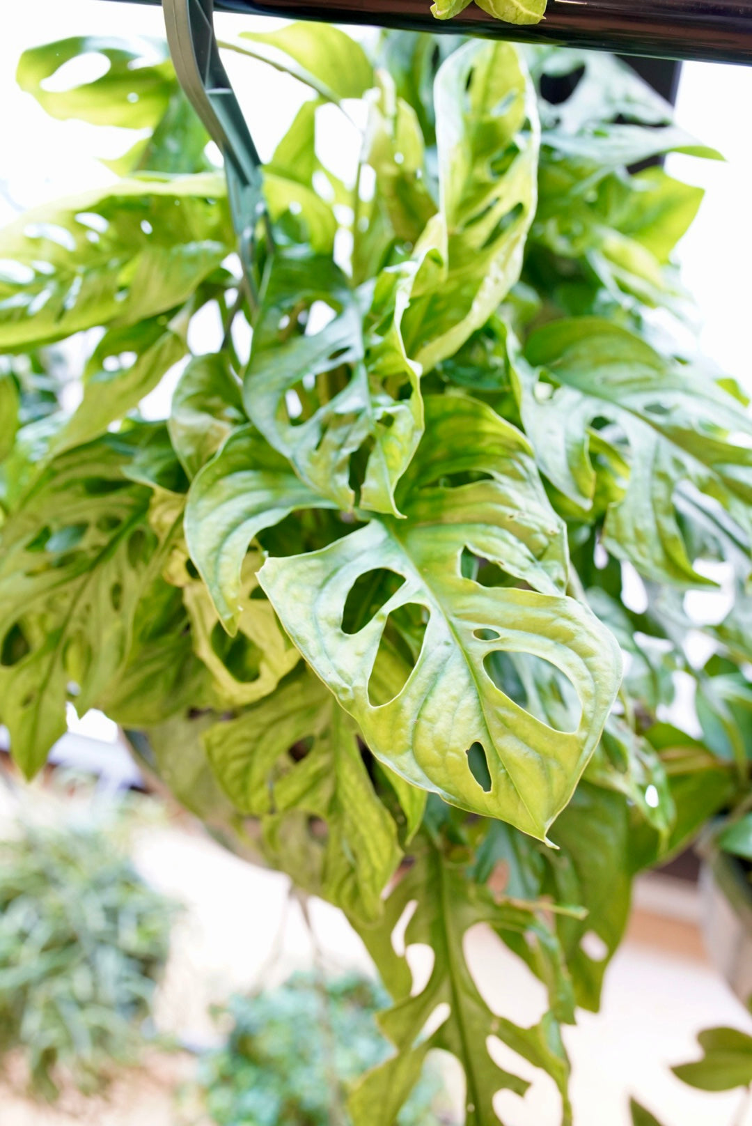 Monstera Adansonii (Swiss Cheese)