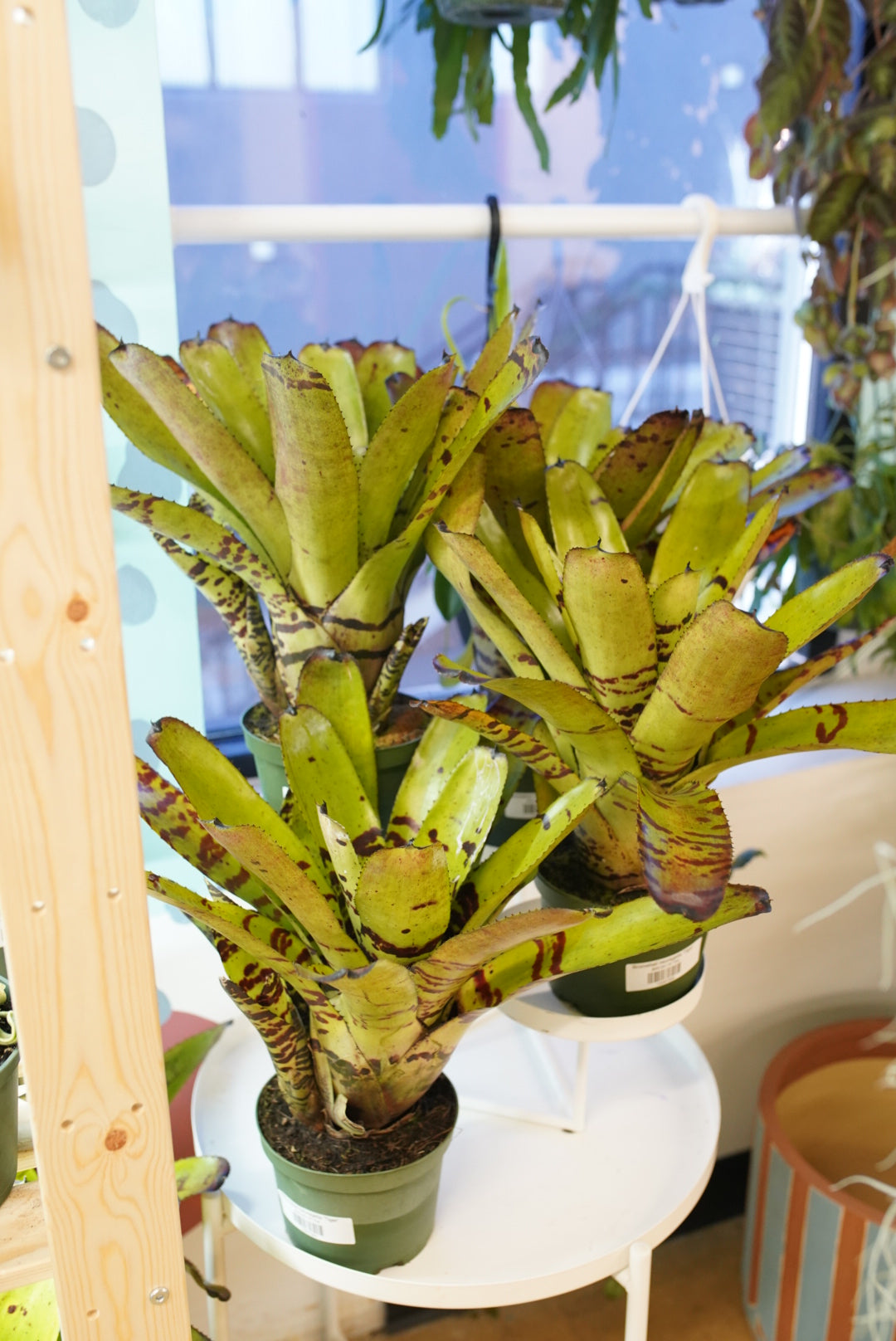 Bromeliad neoregelia 'Tiger'