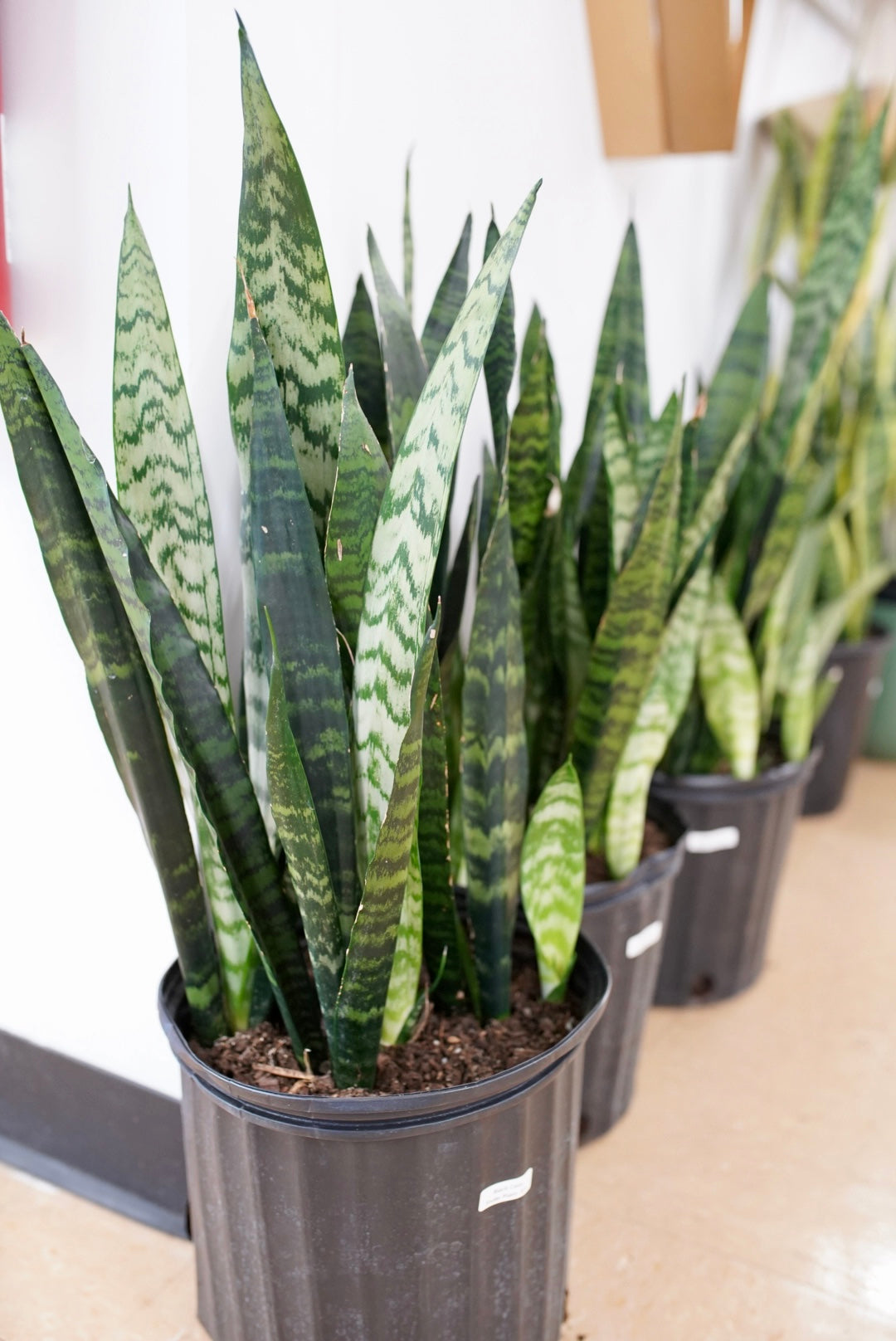 Sansevieria Black Coral