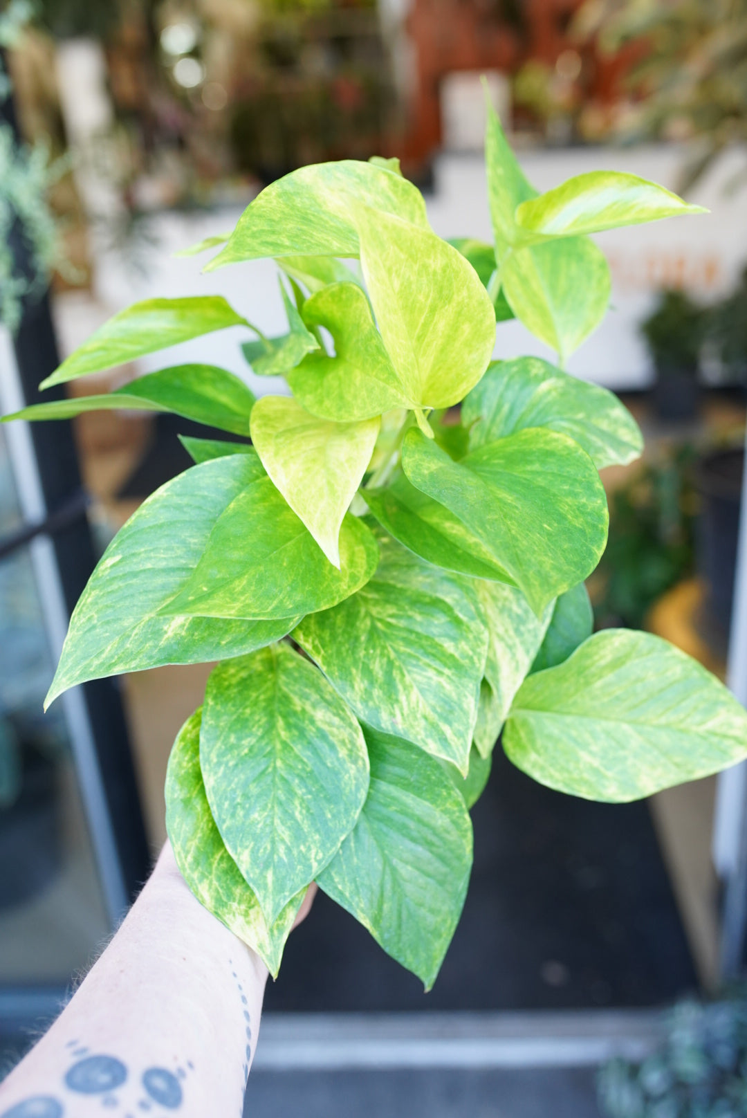 Pothos Neon Queen