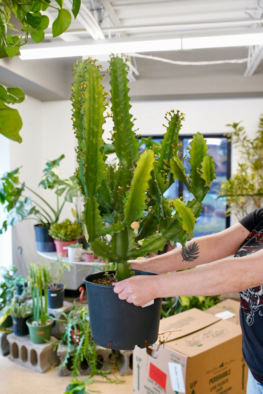 Euphorbia Candelabra Ingens
