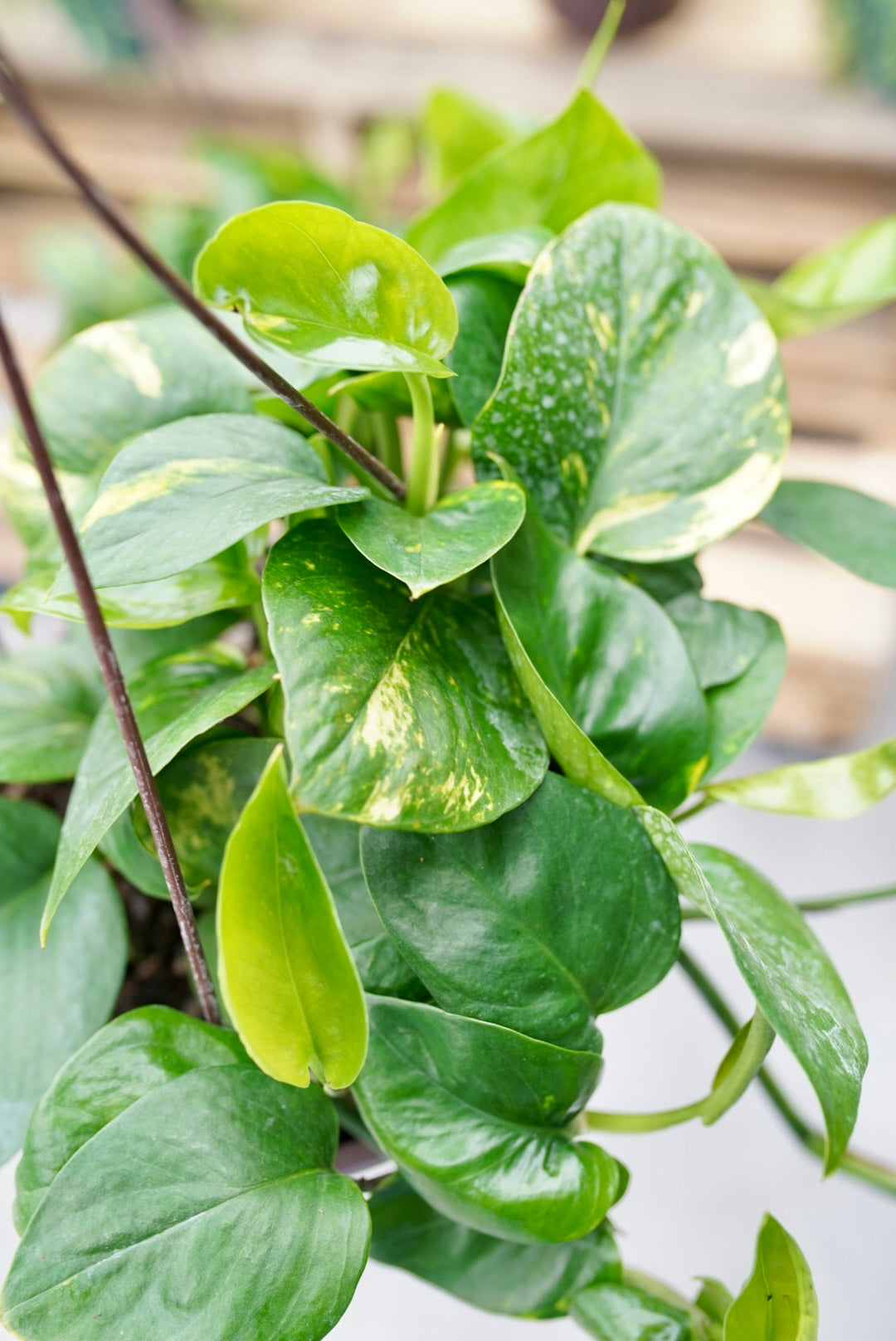 Epipremnum Aureum 'Golden' Pothos