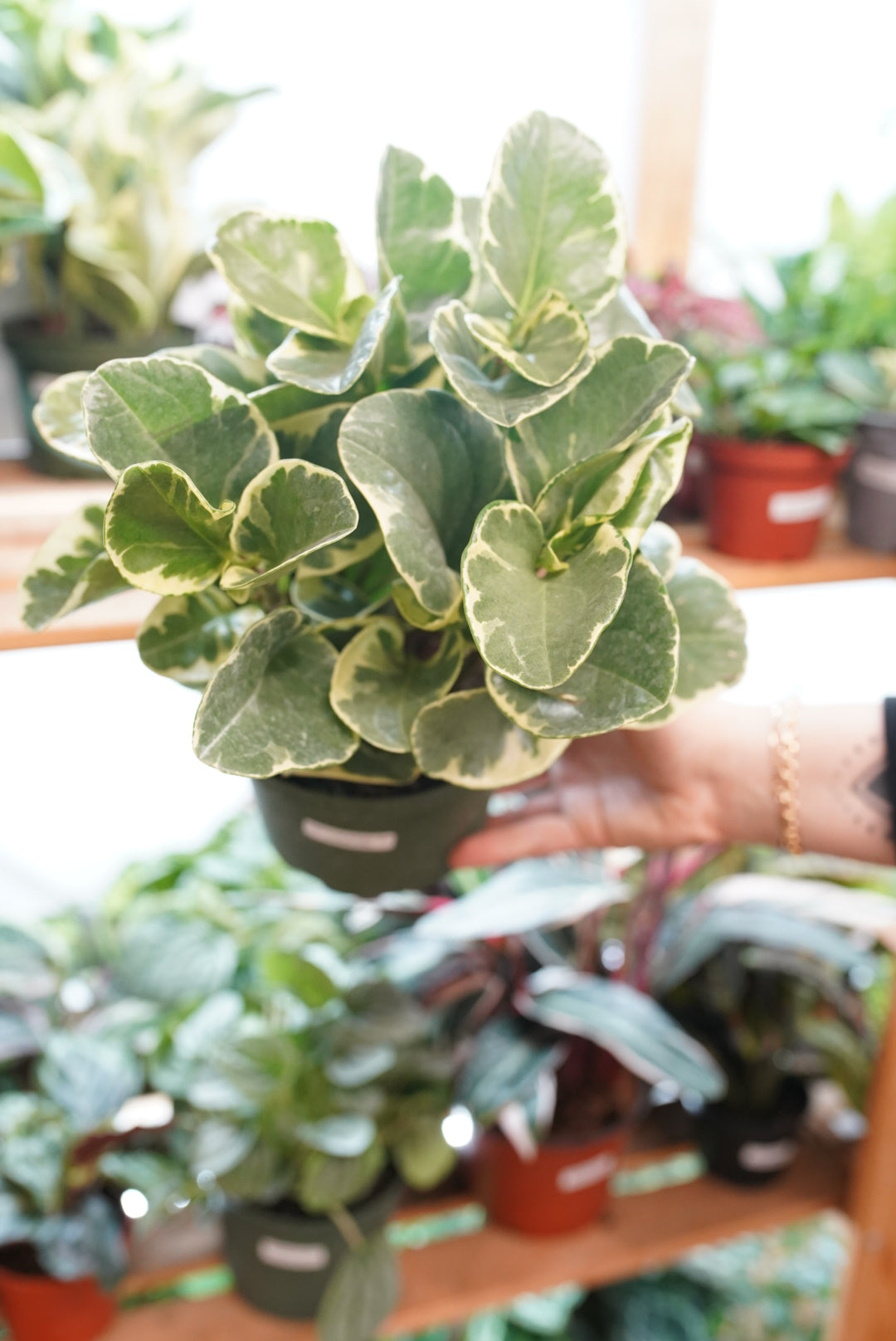 Peperomia Obtusifolia 'marble'