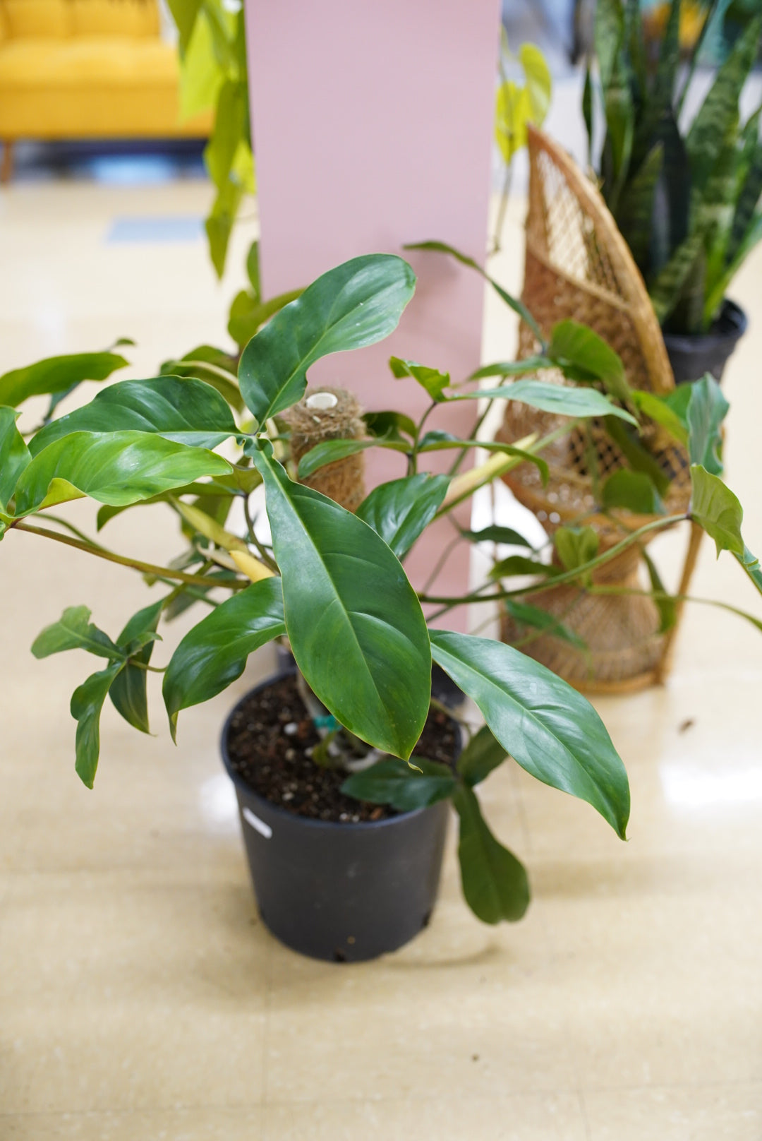 Philodendron 69686