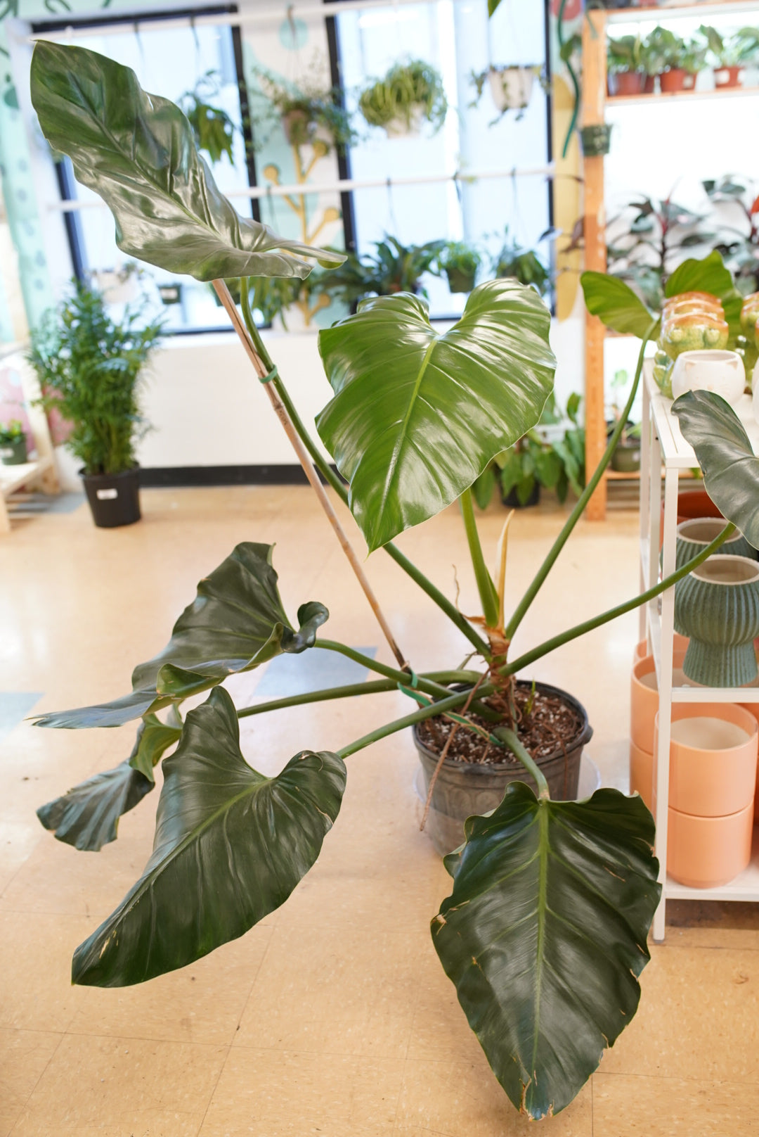 Philodendron Giganteum – Ruby Flora Plant Shop