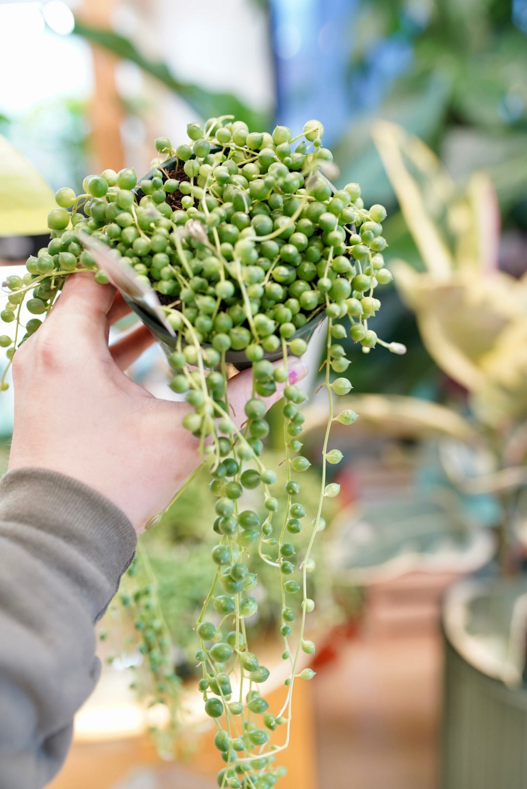 String of Pearls (Senecio Rowleyanus)