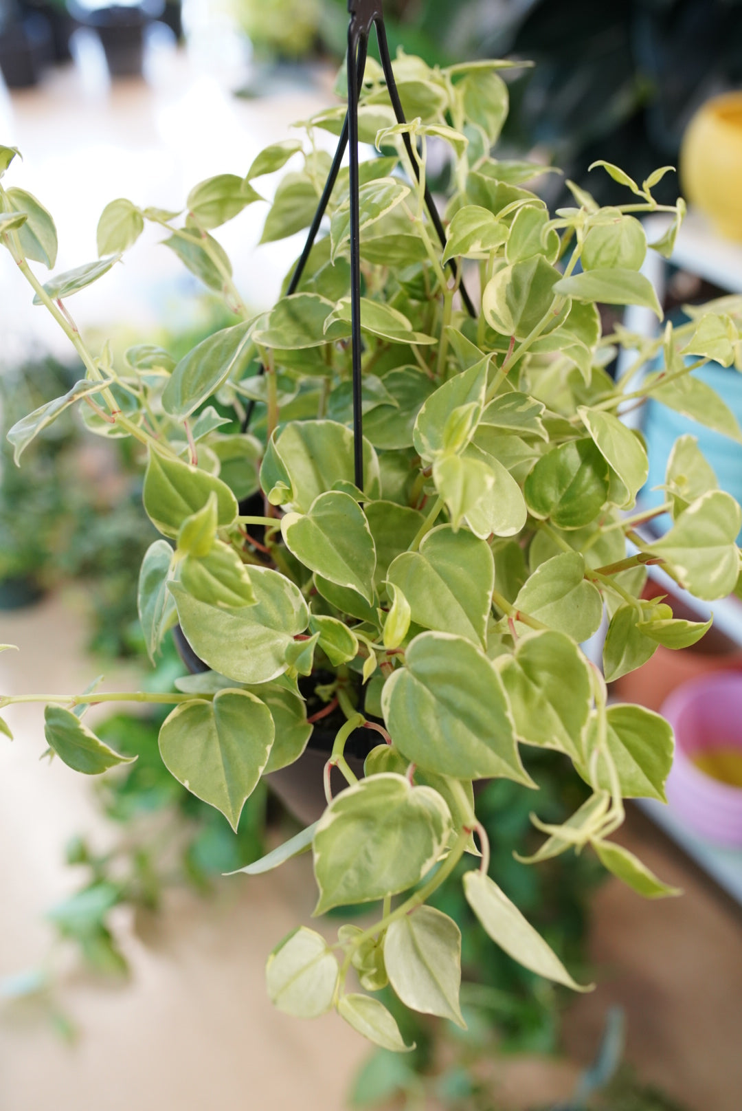 Peperomia Cupid