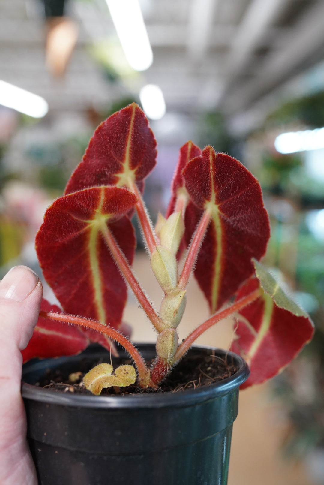 Begonia Listada
