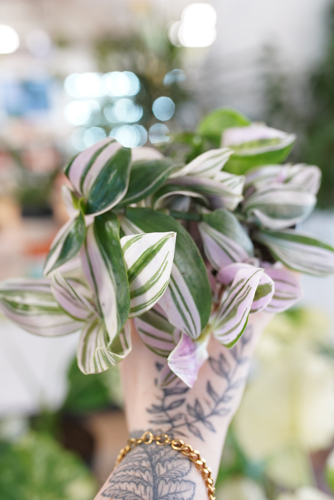 Tradescantia 'Unicorn'