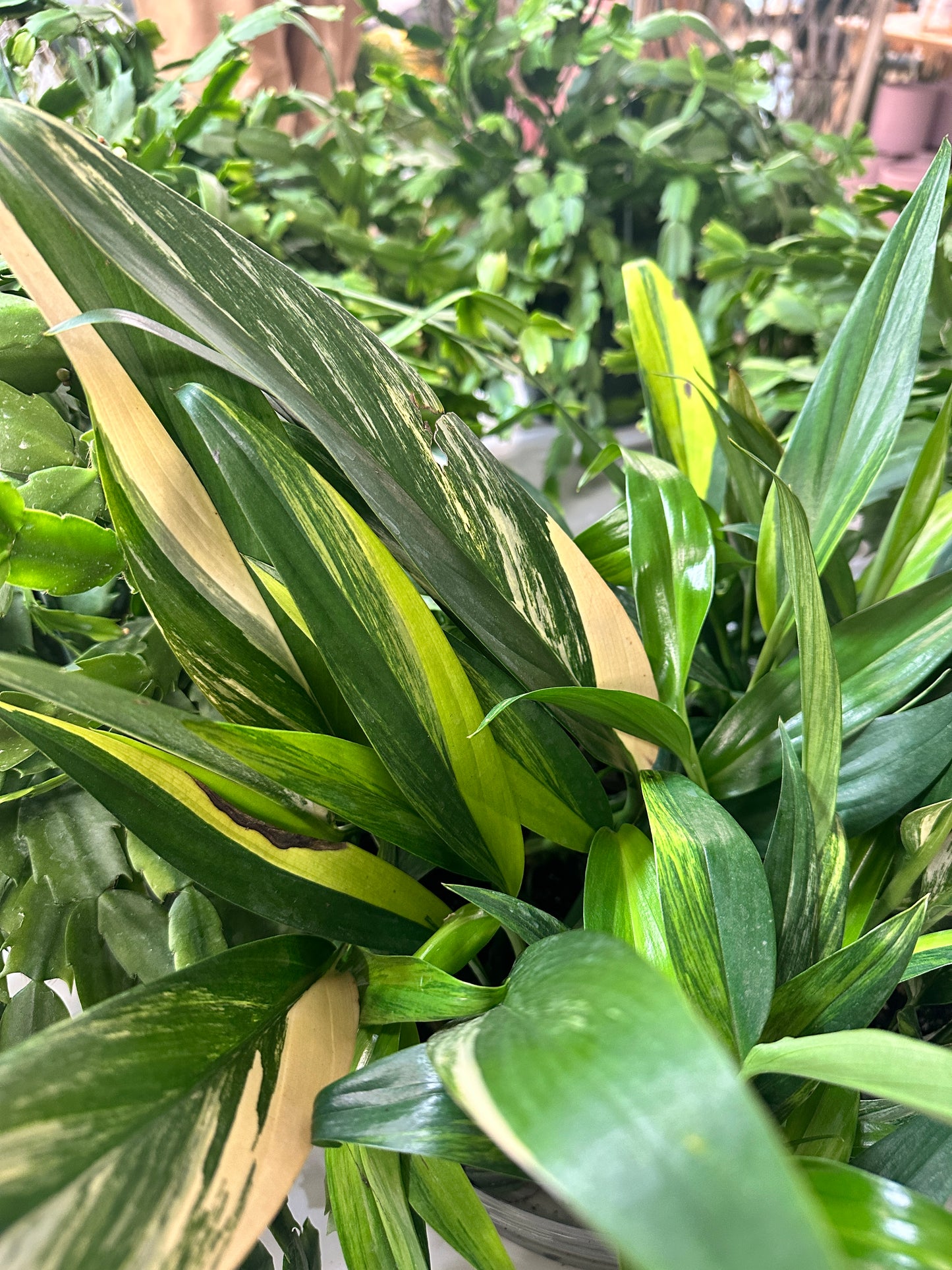 Epipremnum Amplissimum-Variegated