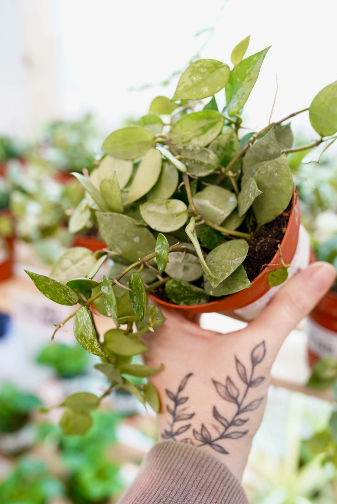 Hoya krohniana 'Super Silver'