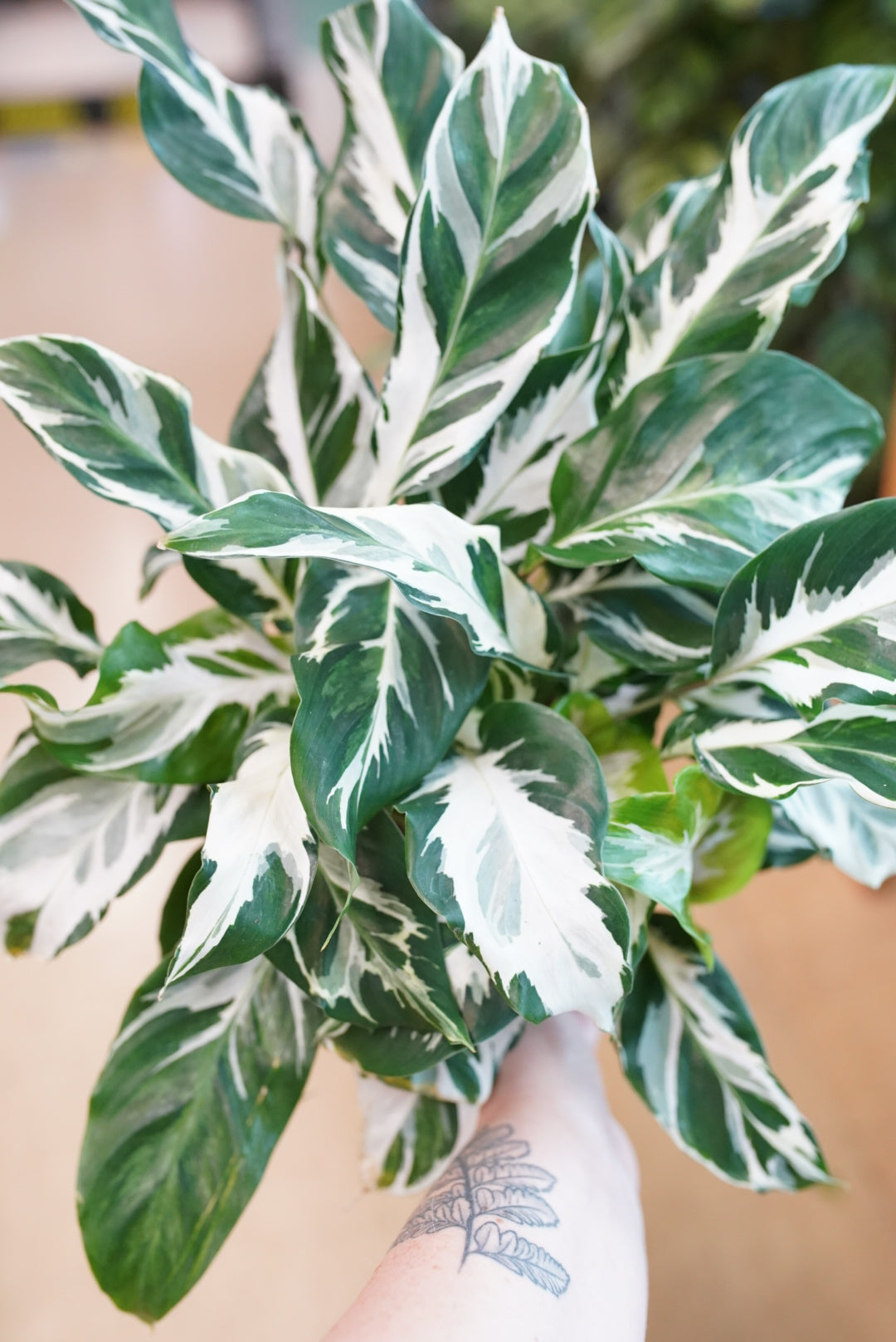 Calathea Stella