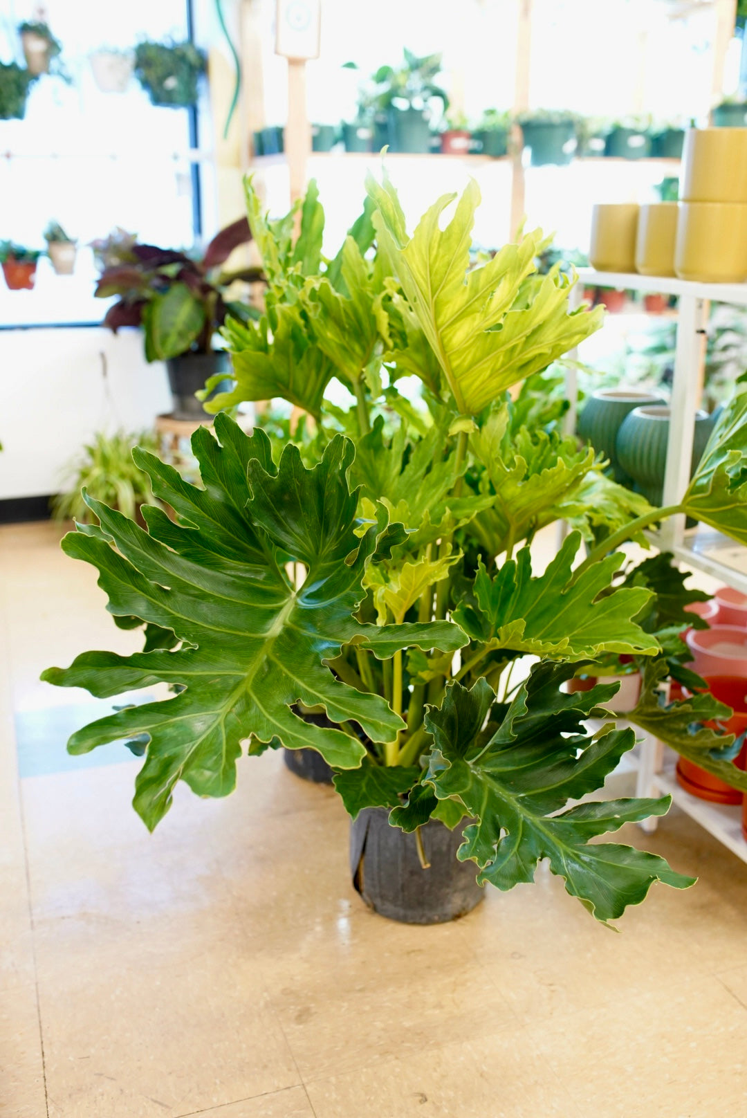 Philodendron Selloum Hope
