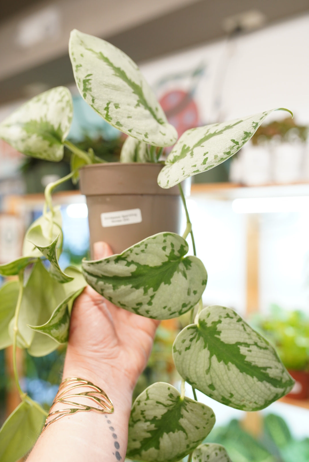 Scindapsus pictus 'sparkling borneo'