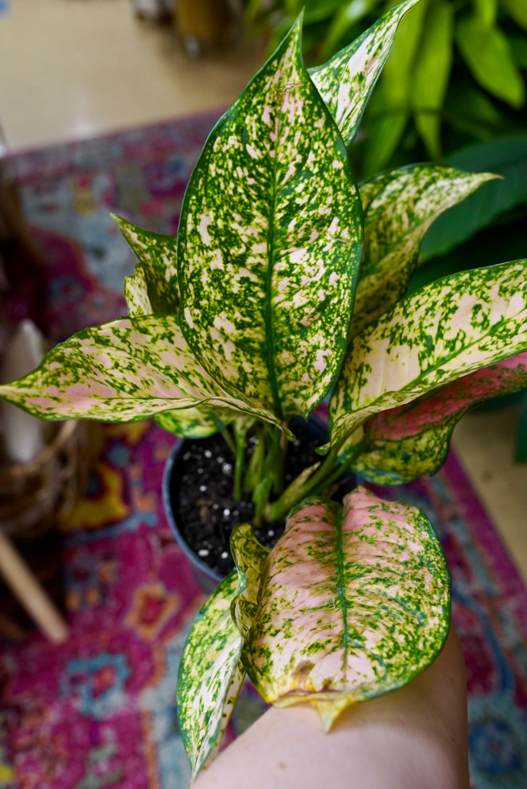 Aglaonema (Chinese Evergreen) 'Etta Rose'