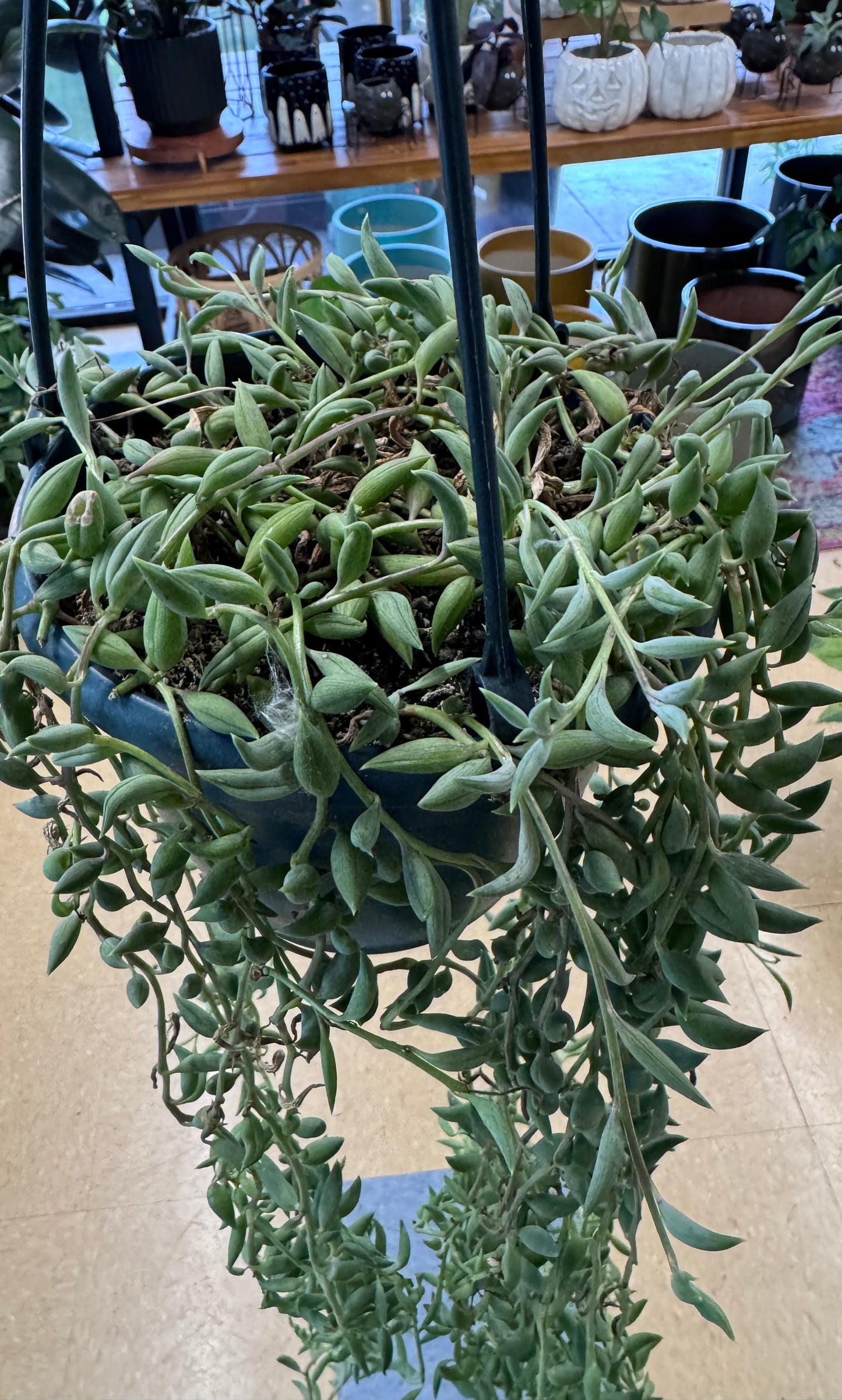 Senecio radicans-String of Bananas