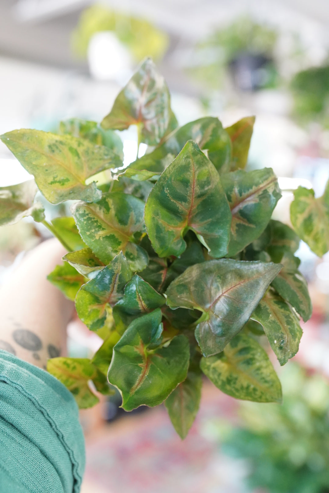 Syngonium Tiffany