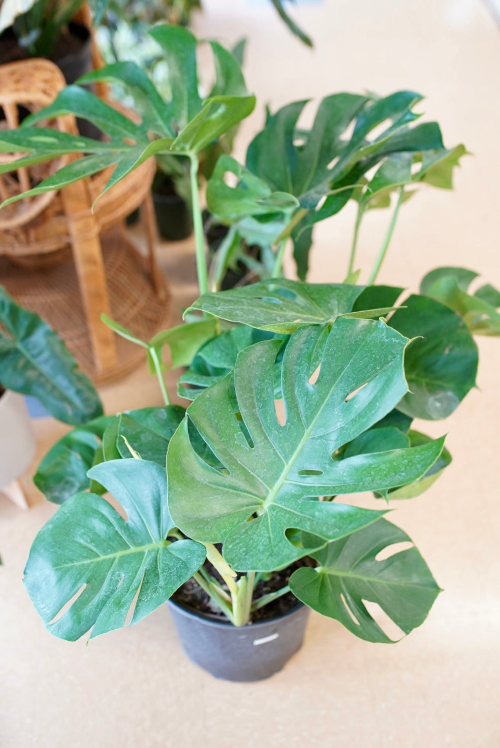 monstera deliciosa 1910 Monstera Deliciosa | Indoor houseplants in Pittsburgh
