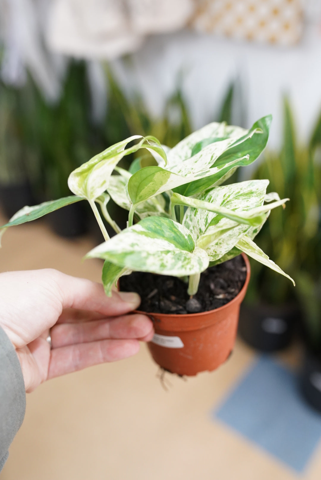Epipremnum pinnatum 'Marble Flame'