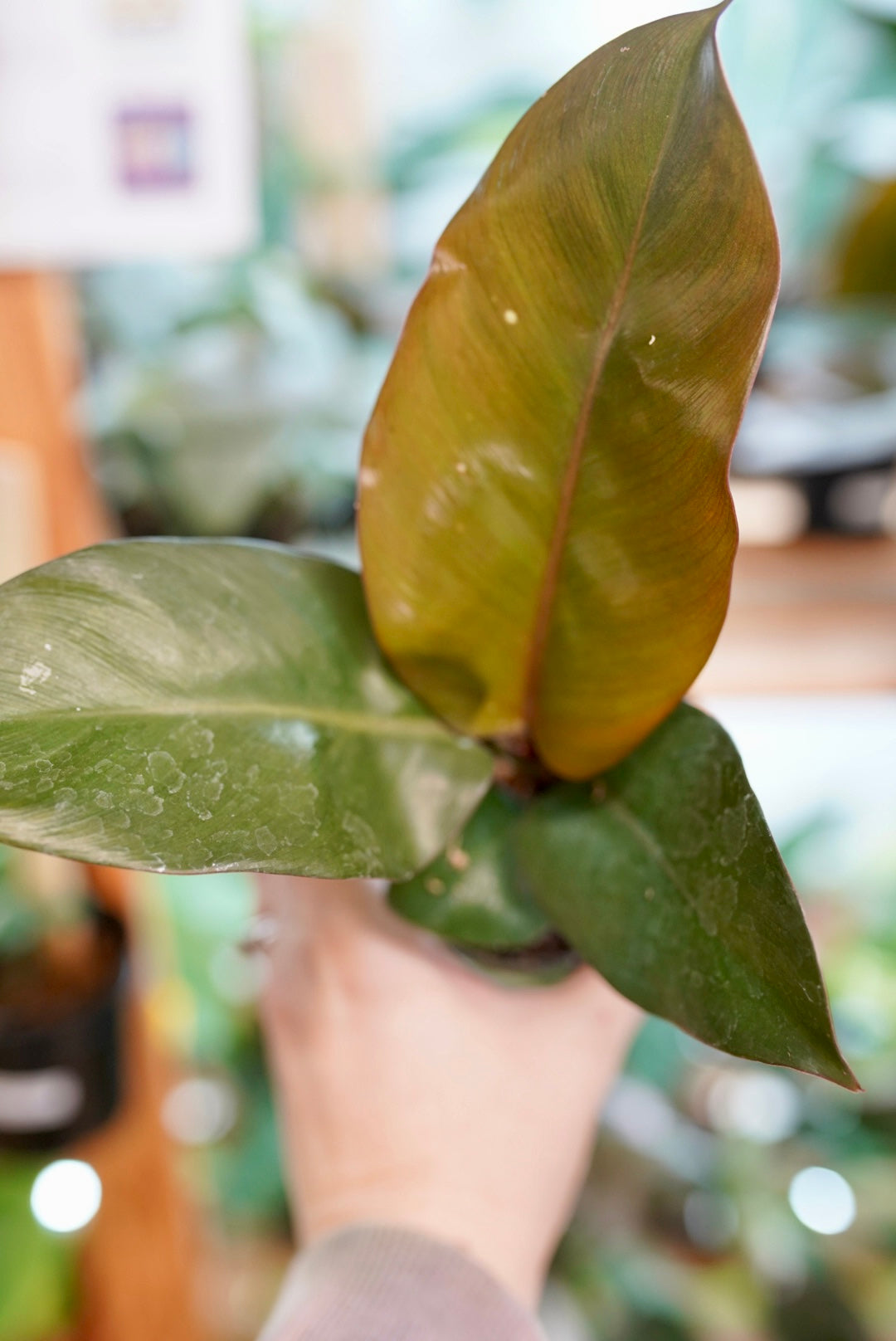 Philodendron Black Cardinal