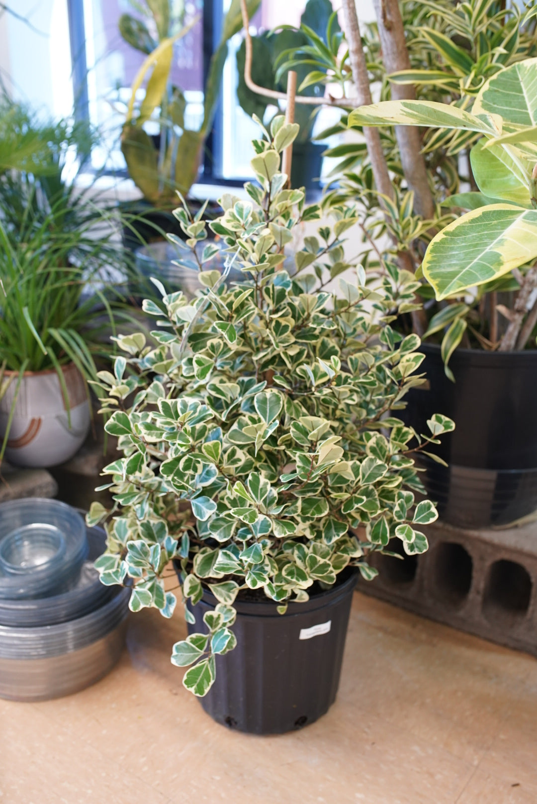 Ficus triangularis variegated