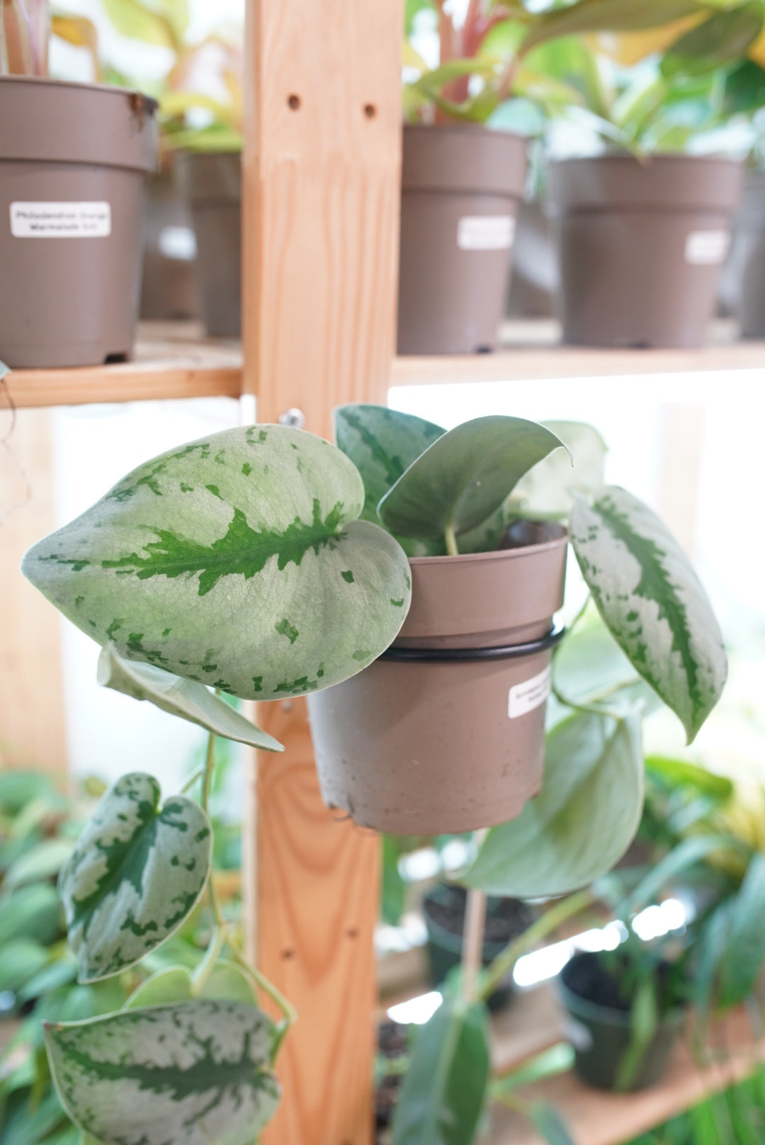 Scindapsus pictus 'sparkling borneo'