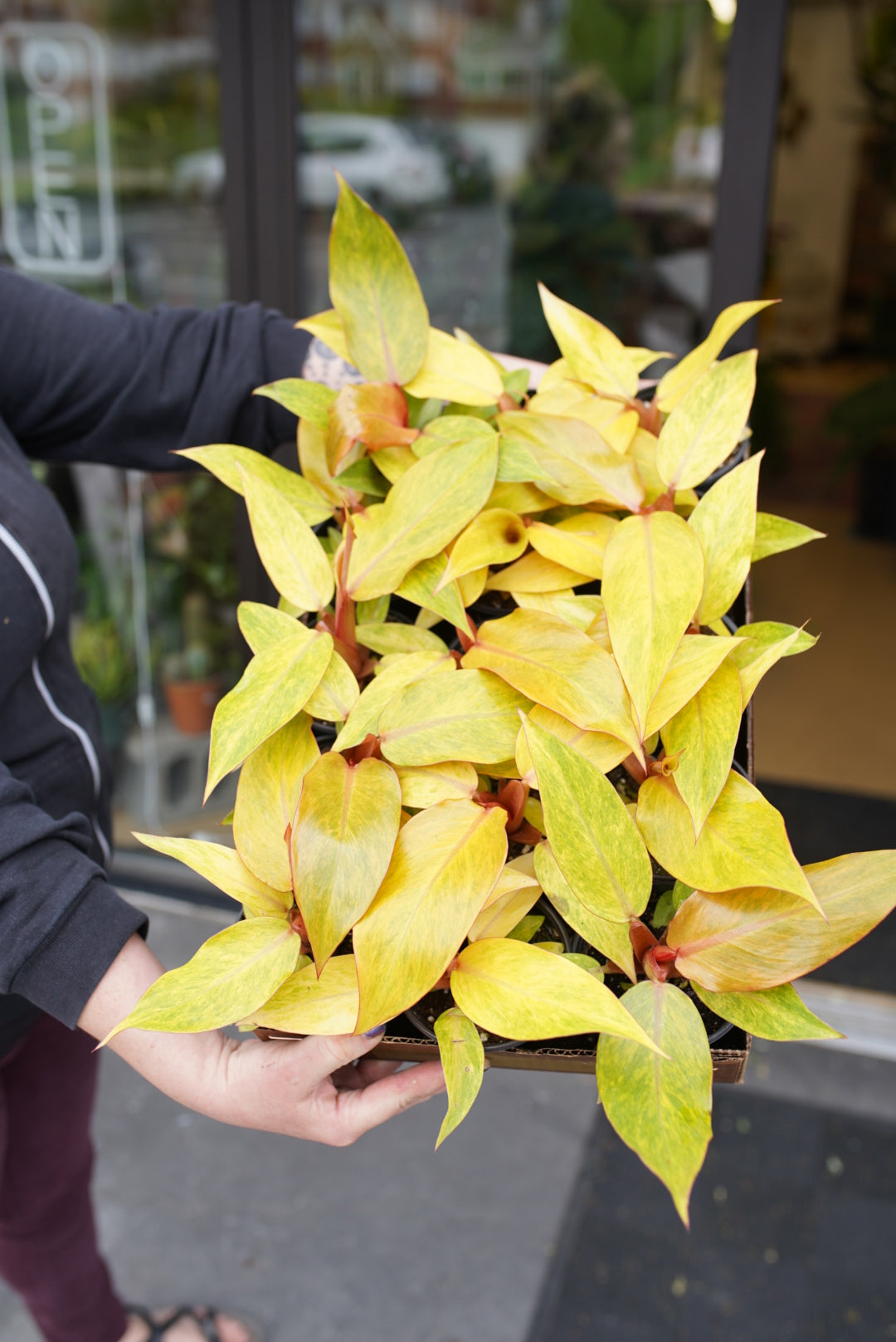 Orange Marmalade Philodendron