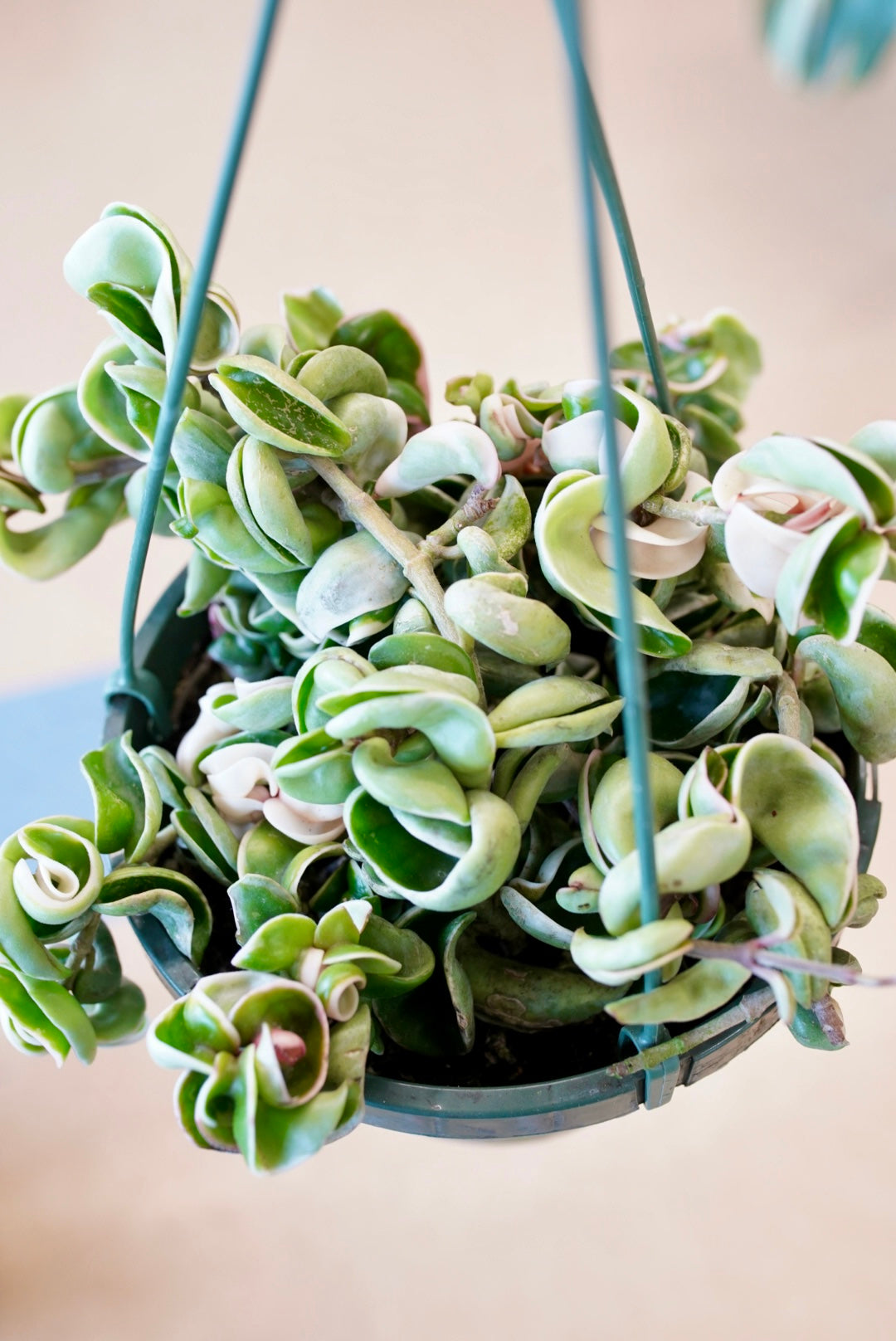 Variegated Hoya Hindu Rope