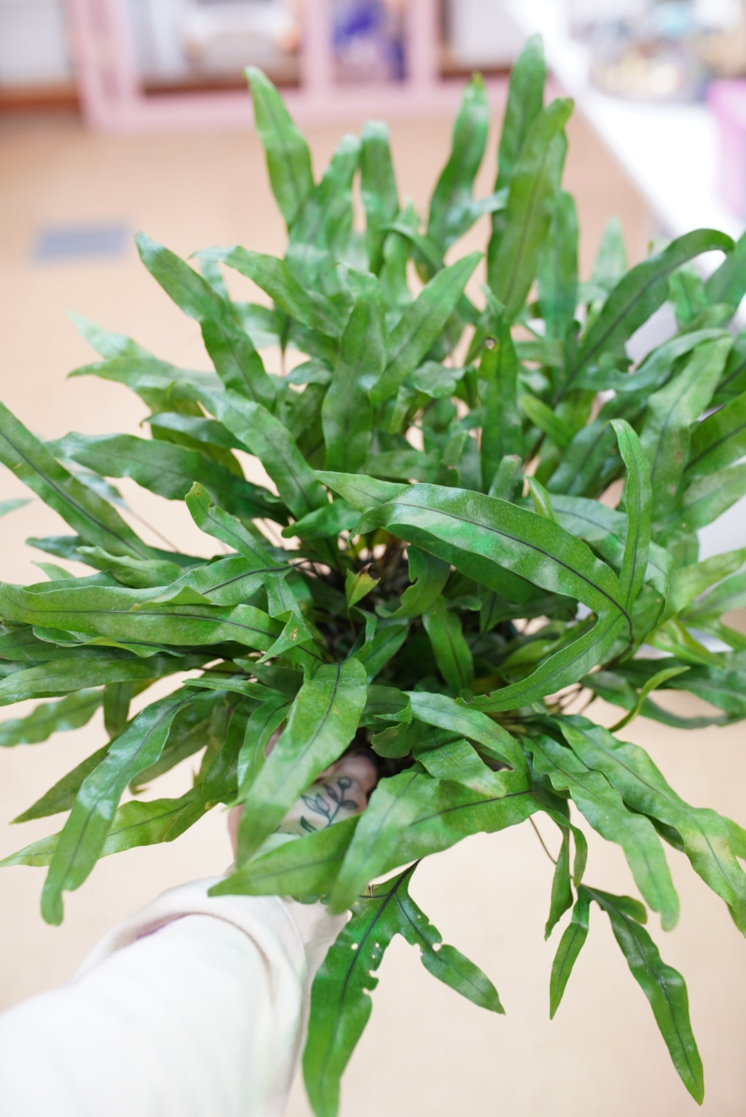 Kangaroo Fern