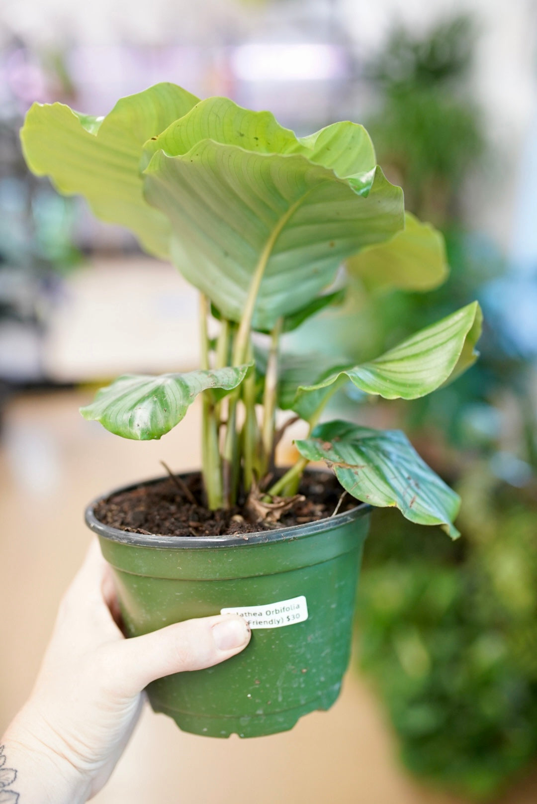 Calathea Orbifolia