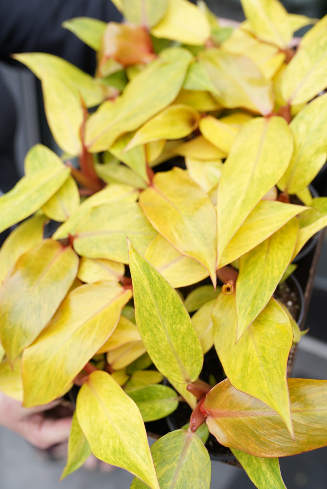 Orange Marmalade Philodendron