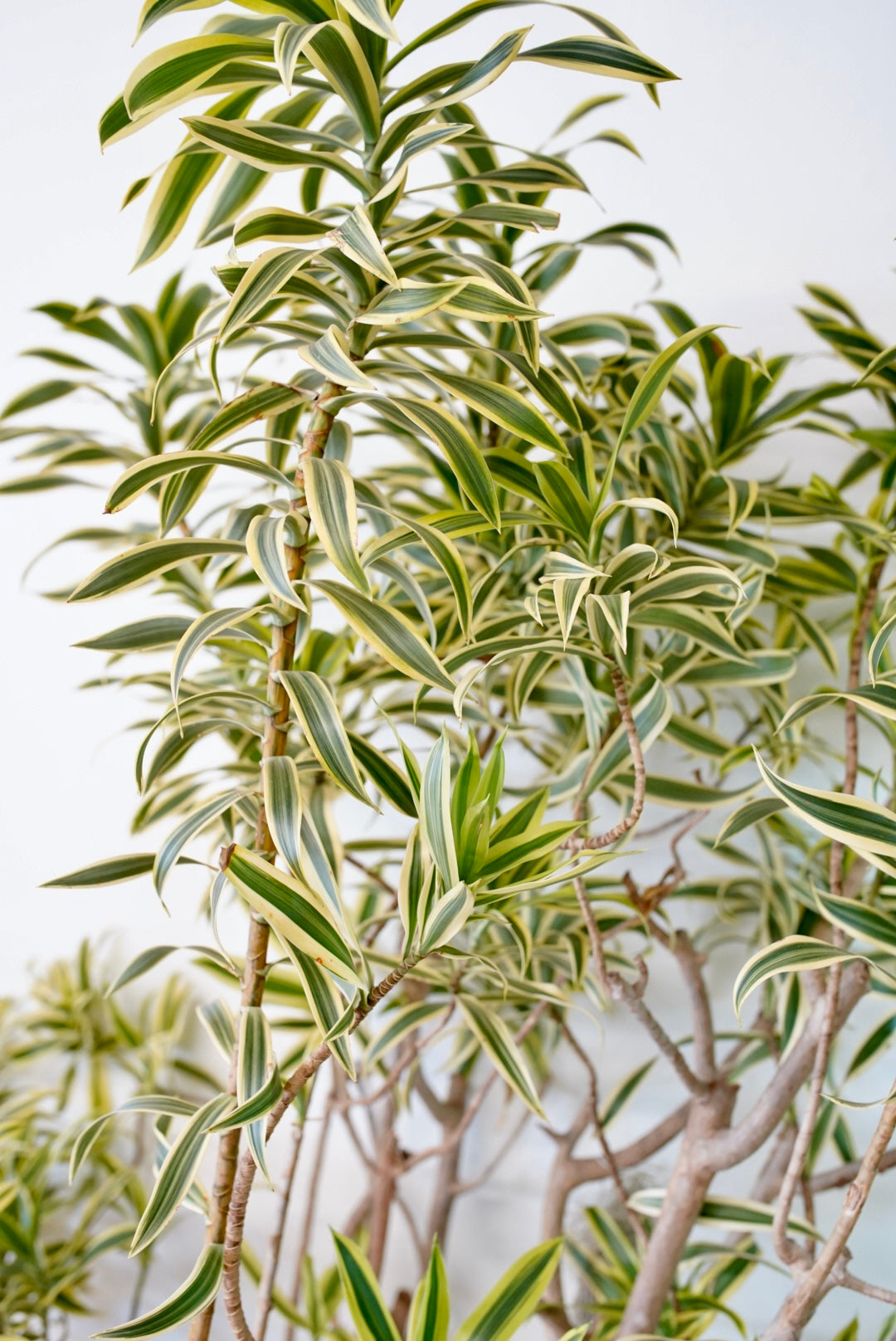 Dracaena 'Song of India'