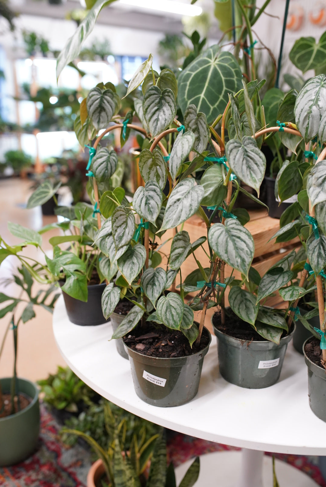 Philodendron brandtianum 'Brandi'