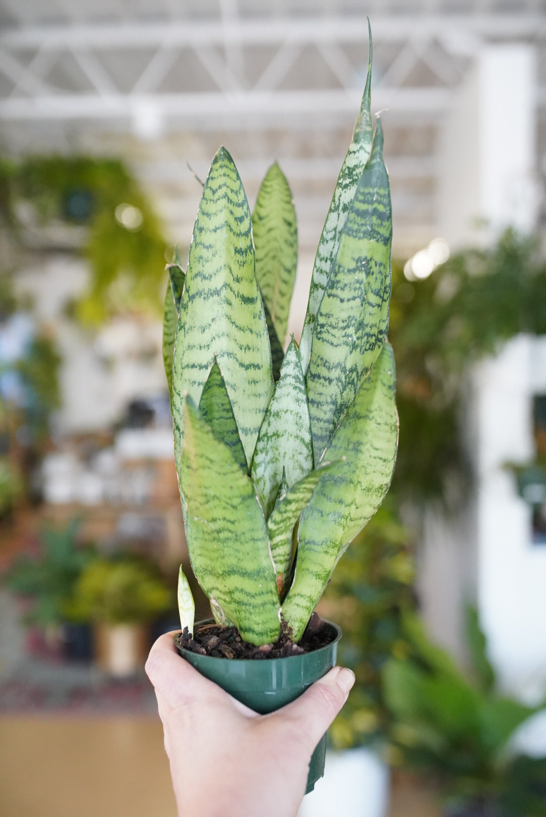 Sansevieria Zeylanica