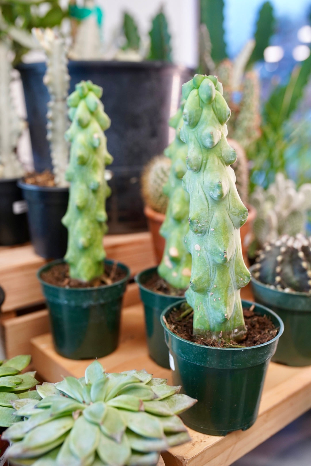 Myrtillocactus geometrizans Fukurokuryuzinboku 'The Boobie Cactus'  Ruby  Flora Plant Shop