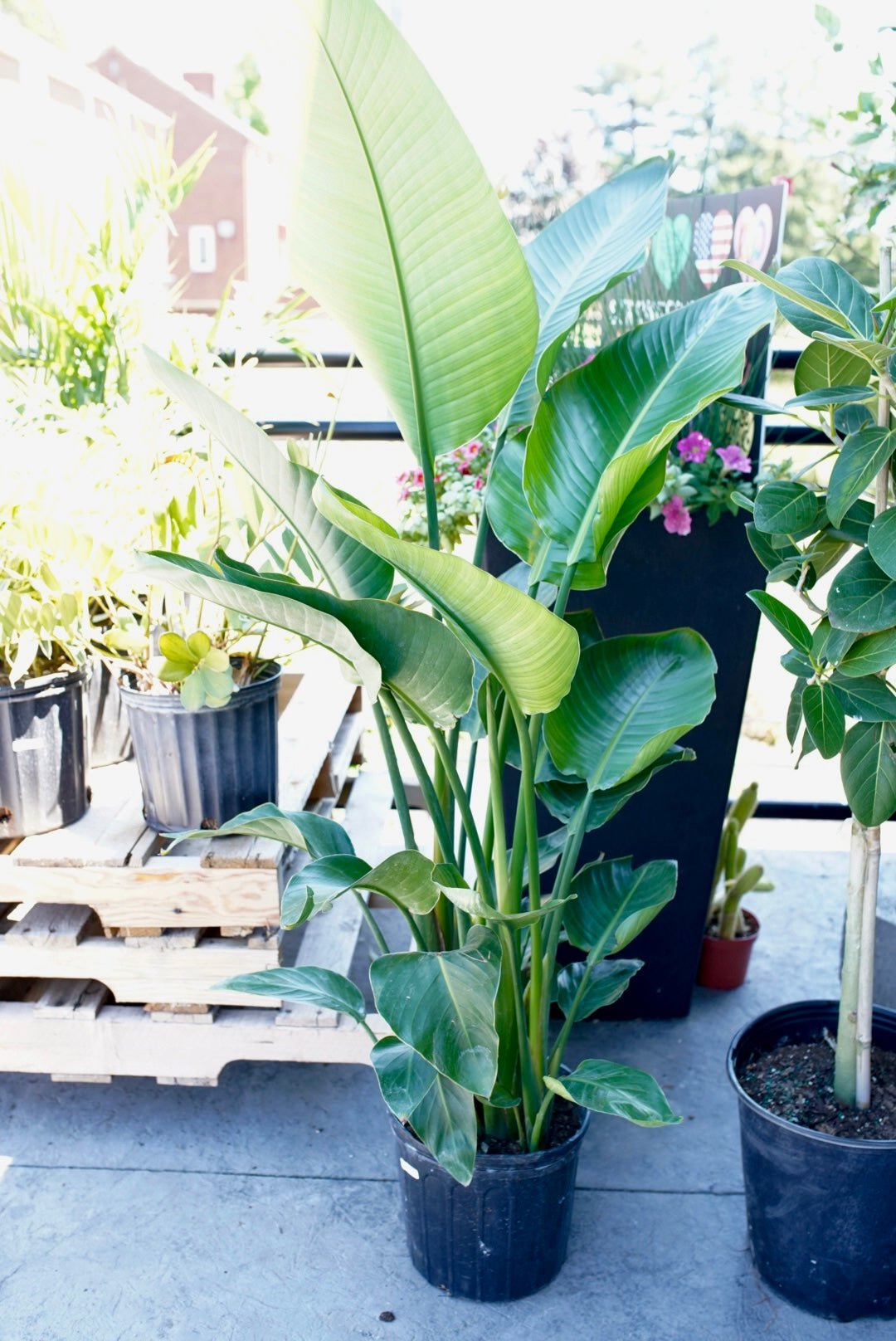 indoor plant paradise Bird of Paradise – Ruby Flora Plant Shop