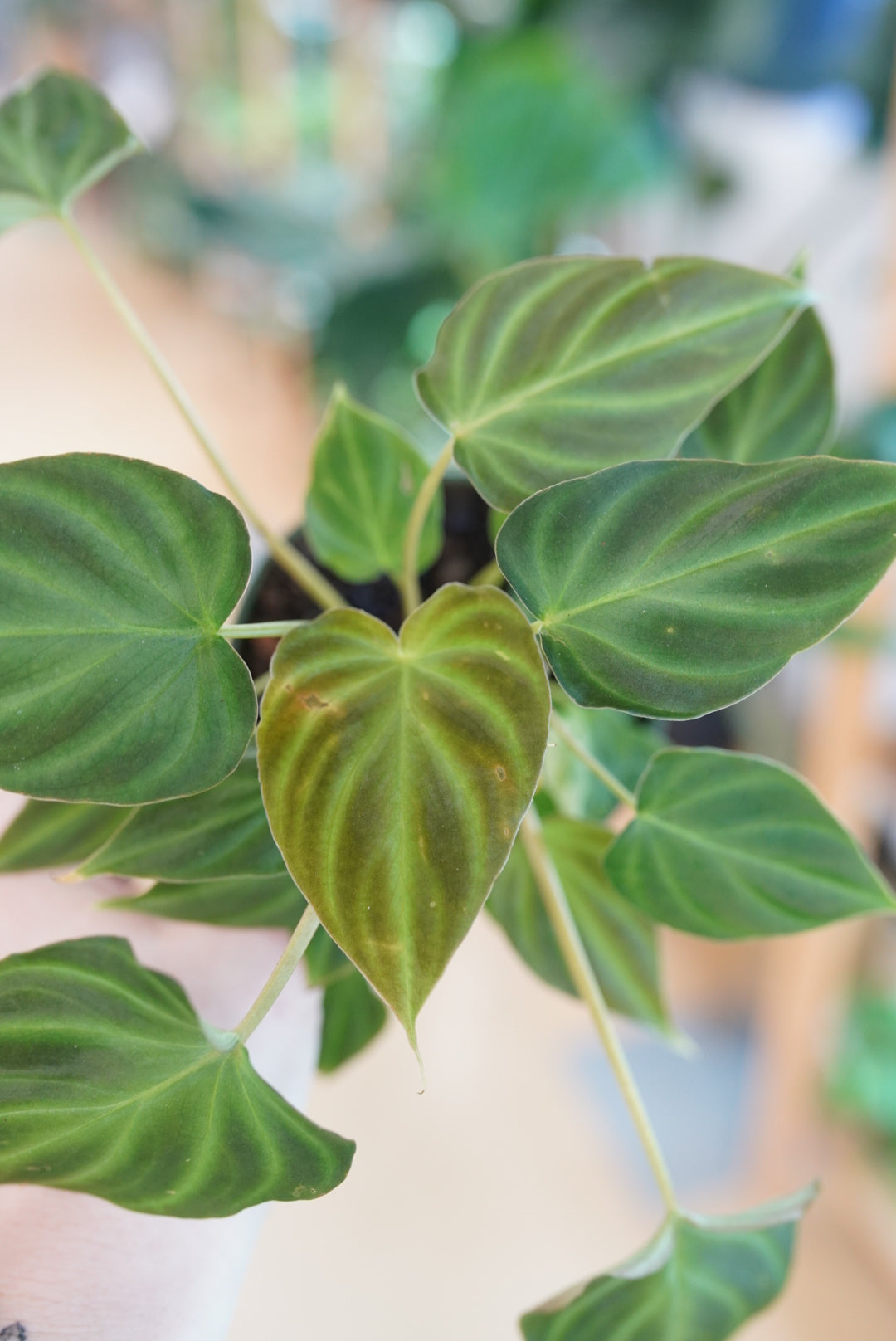 Philodendron Verrucosum
