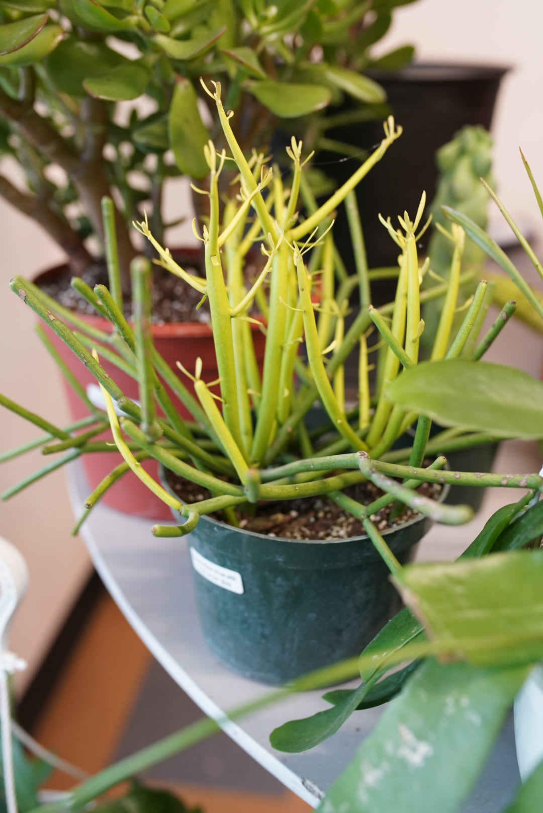 Euphorbia tirucalli 'Fire Sticks'