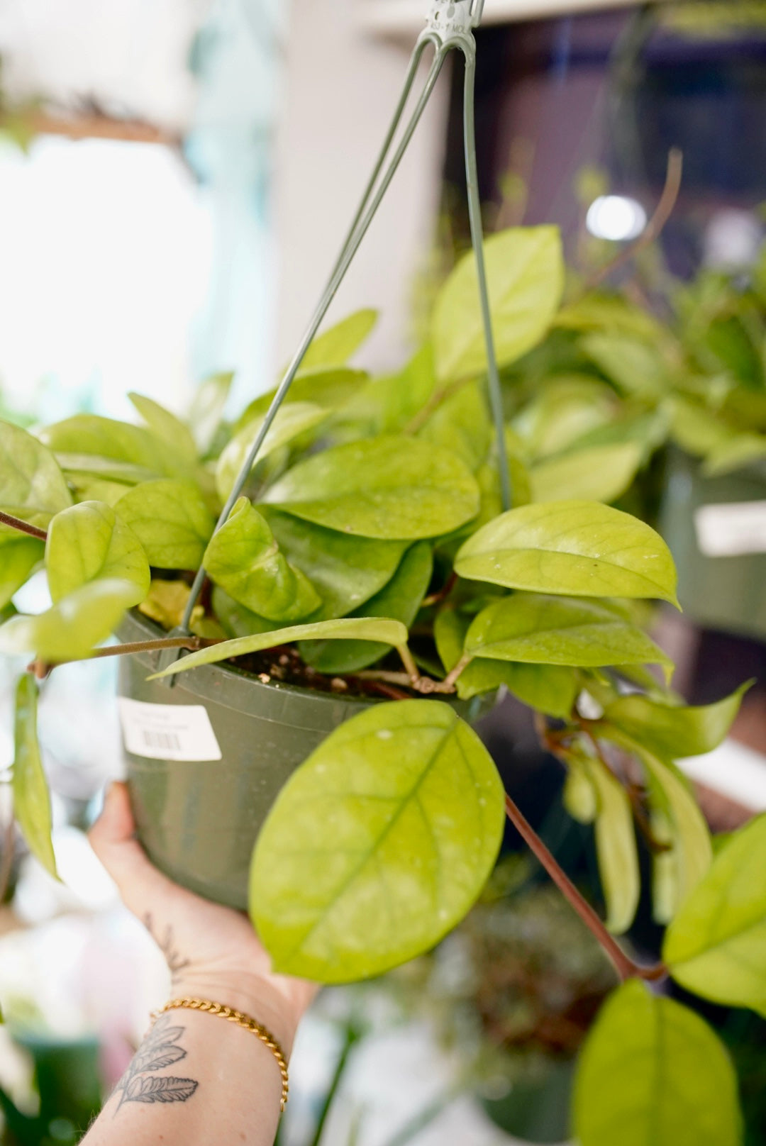 Hoya Fungii