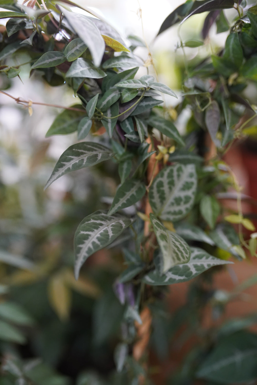 Bignonia Argyro violacea