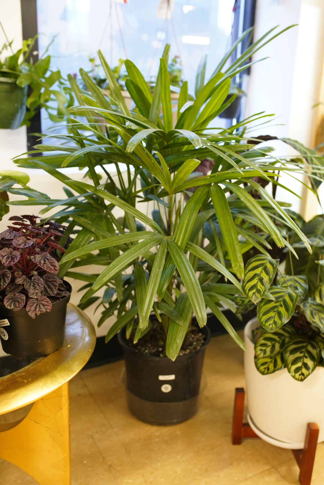 bamboo palm plant for sale near me Rhapis / Bamboo Palm – Ruby Flora Plant Shop
