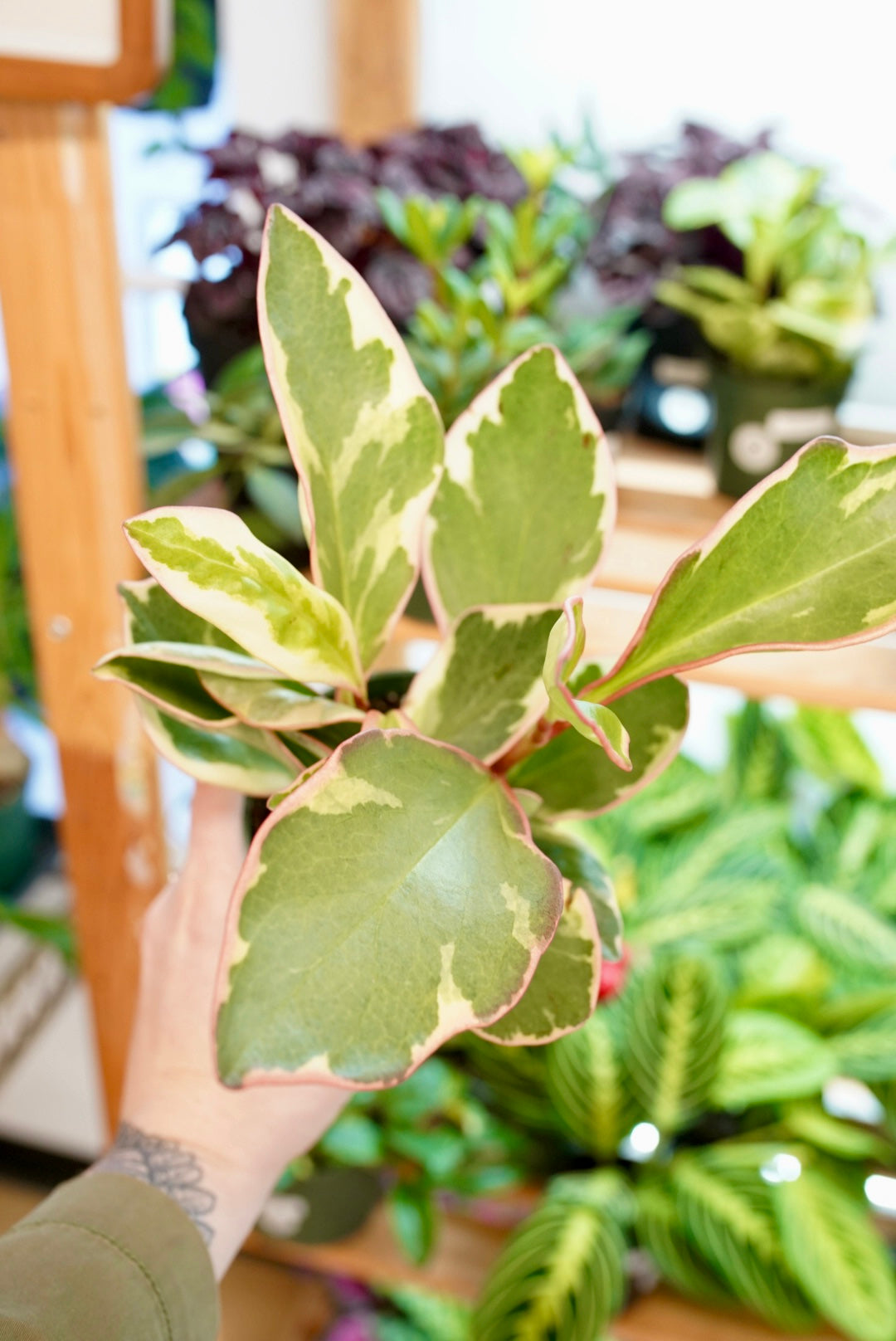 Peperomia Ginny