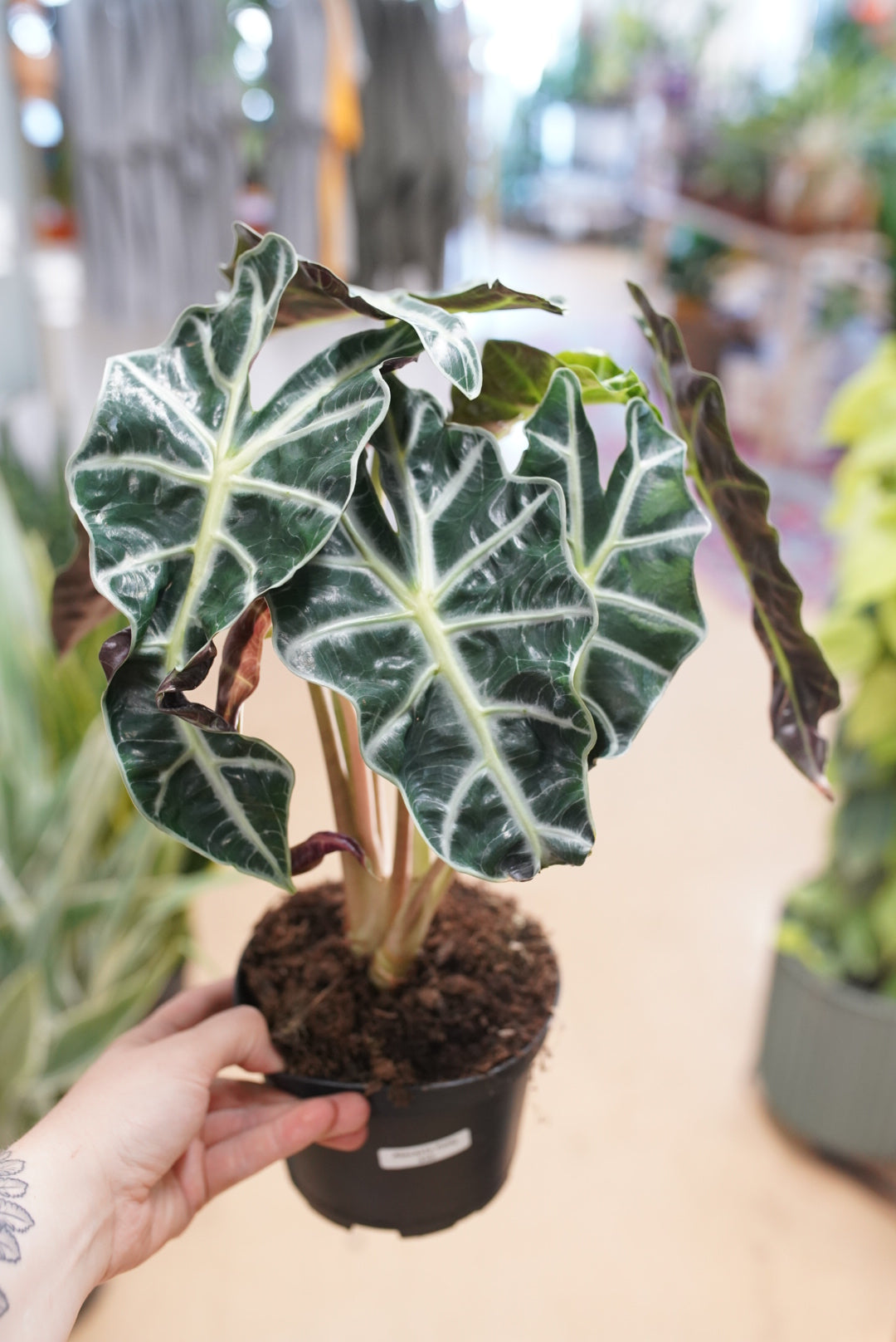 Alocasia Polly