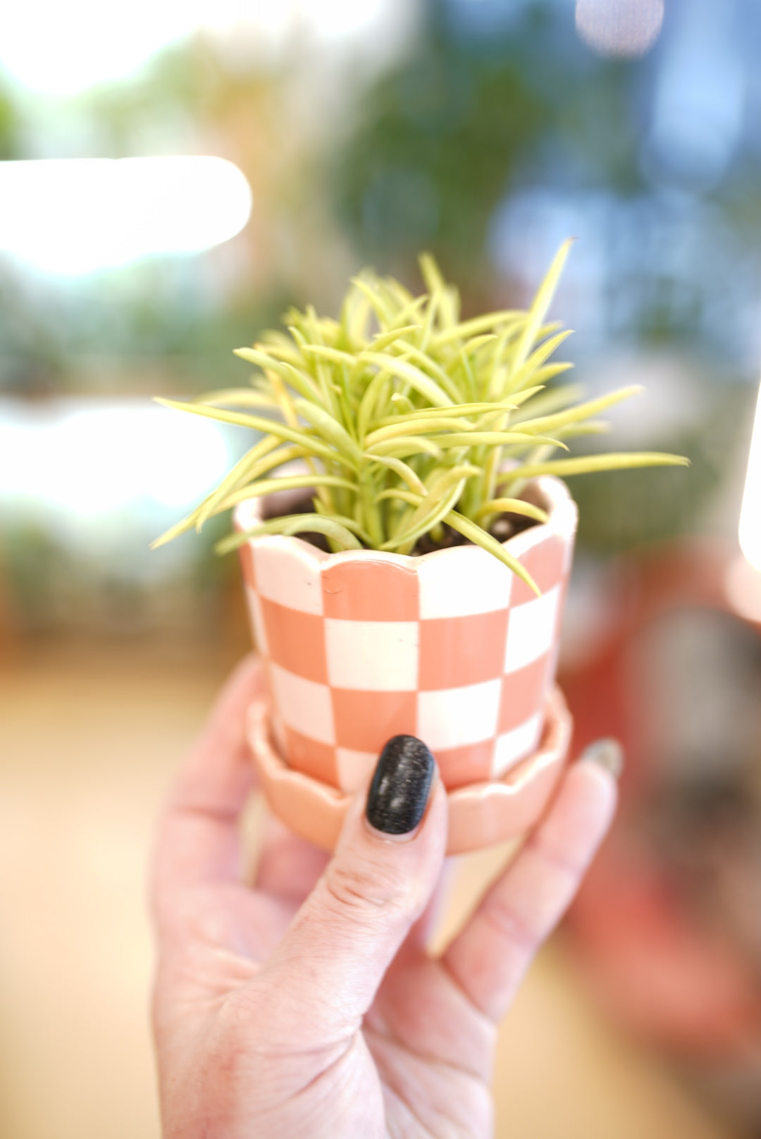 'Pretty in Prickles Bundle