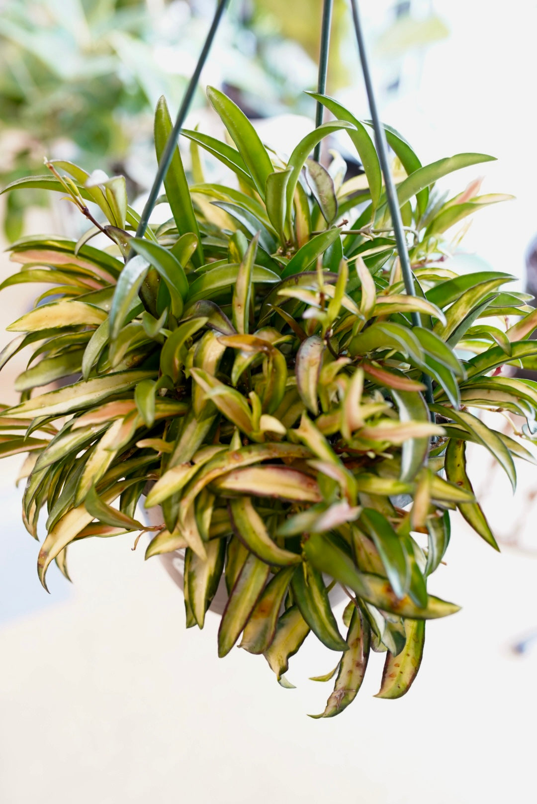 Hoya Wayetii 'Variegata'