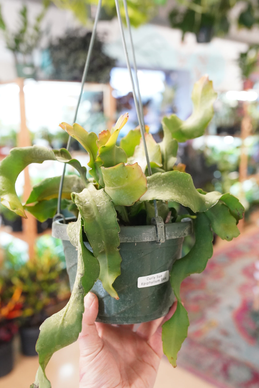 Curly Sue Epiphyllum