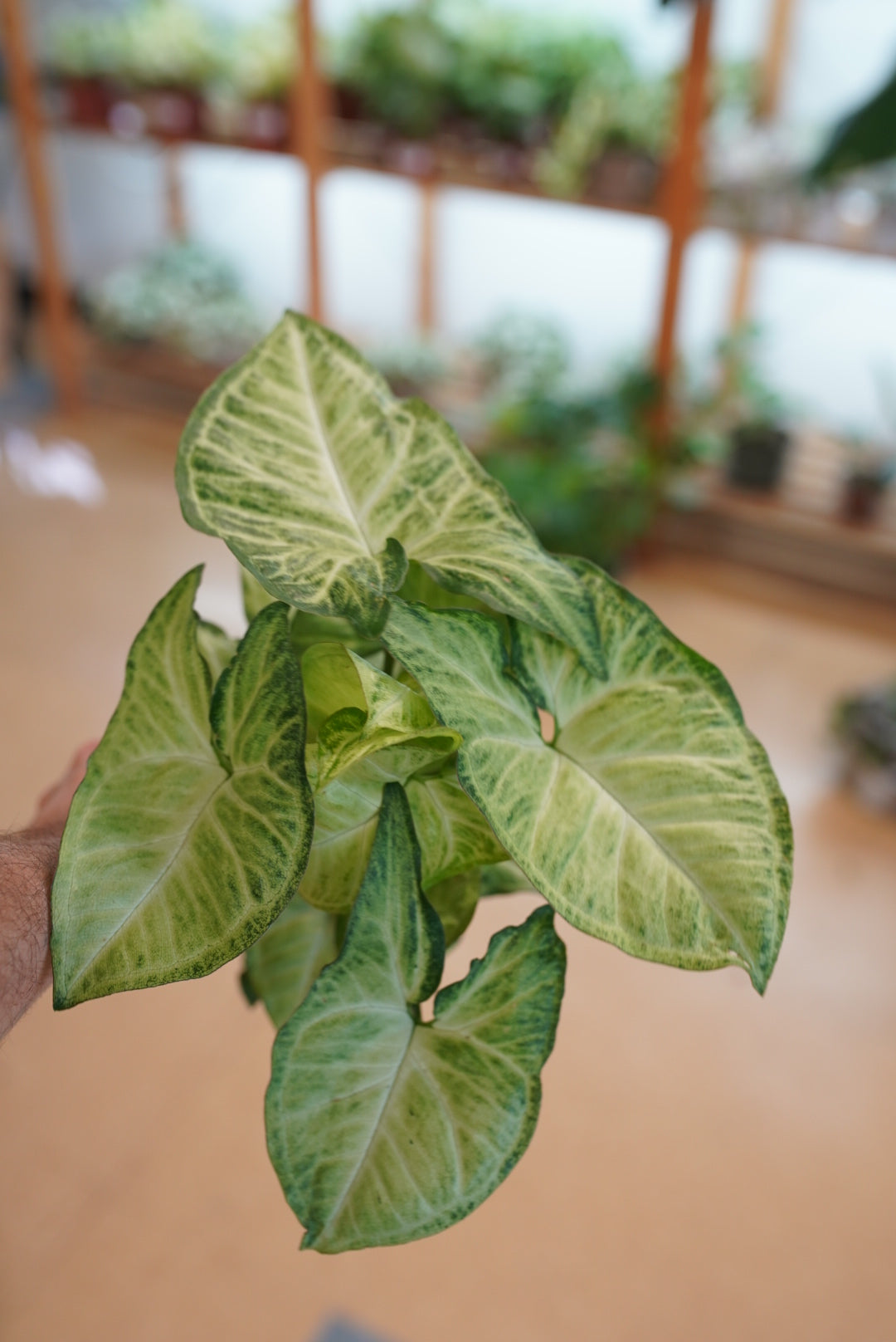 Syngonium podophyllum 'White Butterfly'